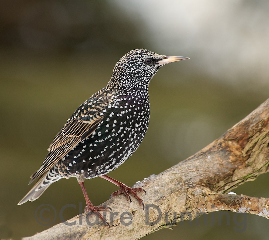 starling