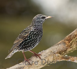 starling