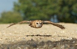 tawny flying