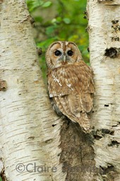 tawny owl