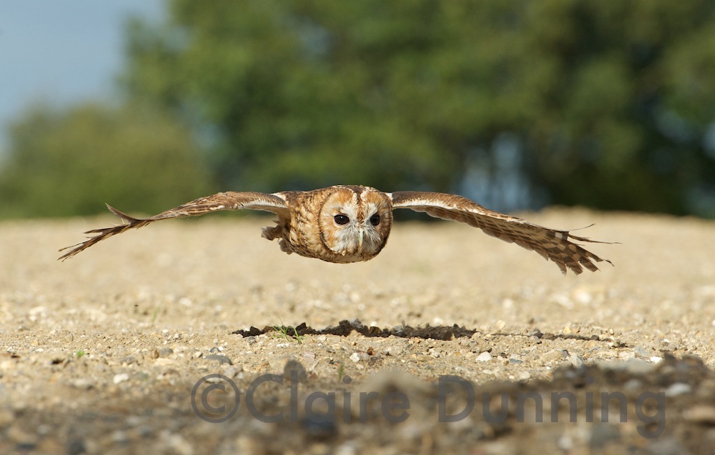 tawny flying