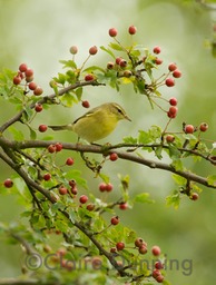 willow warbler in berries
