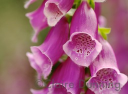 woodland foxgloves